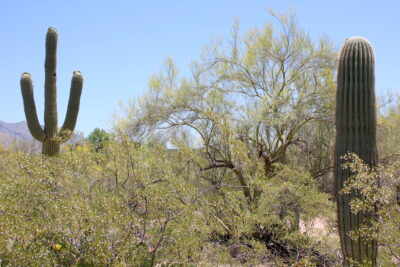 Saguaro cactus (Carnegia gigantea) (c) Debra Lee Baldwin