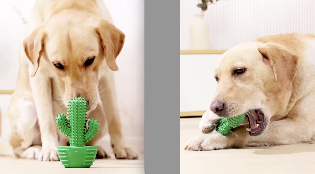 Saguaro dog chew toy