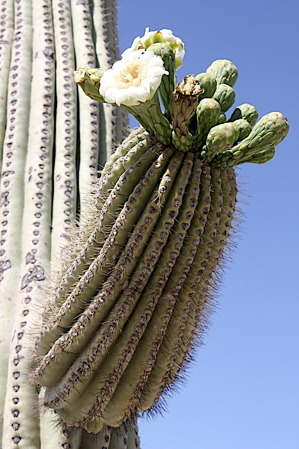 What You Should Know about Saguaro Cactus - Debra Lee Baldwin