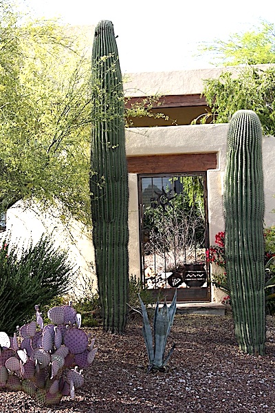 What You Should Know about Saguaro Cactus - Debra Lee Baldwin