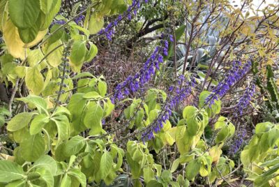 Low-water blue salvia for succulent garden (c) Debra Lee Baldwin