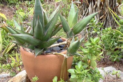 Succulent with offsets that appear to be walking away, Sansevieria (c) Debra Lee Baldwin