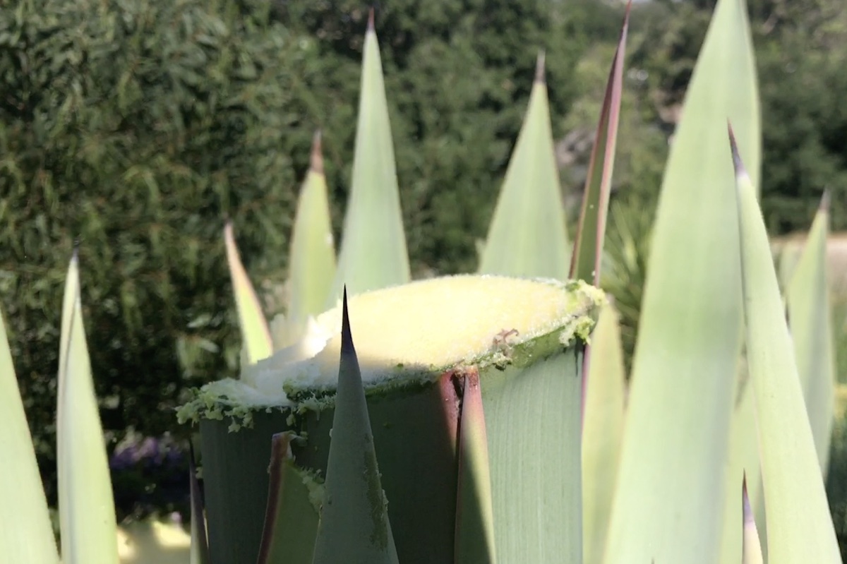 Sawed-off agave flower spike (c) Debra Lee Baldwin