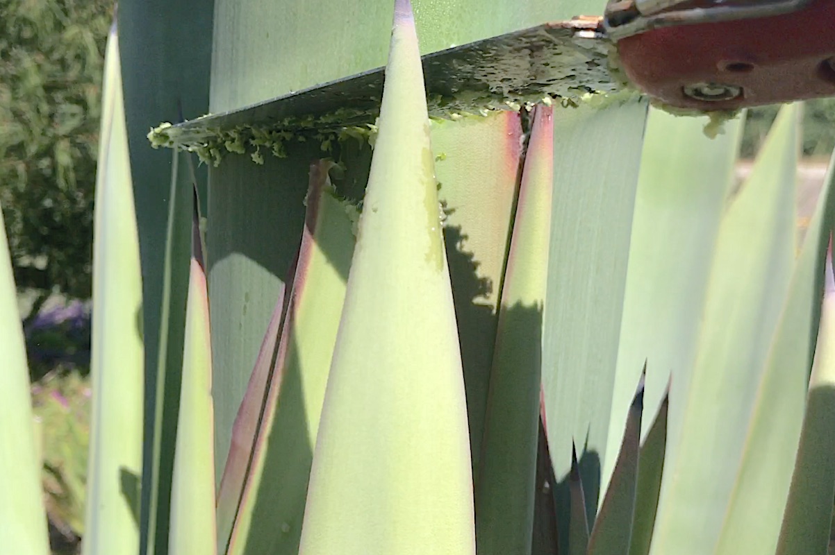 sisal like plants red foliage