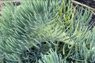 Fan shaped succulent Senecio vitalis crest (c) Debra Lee Baldwin