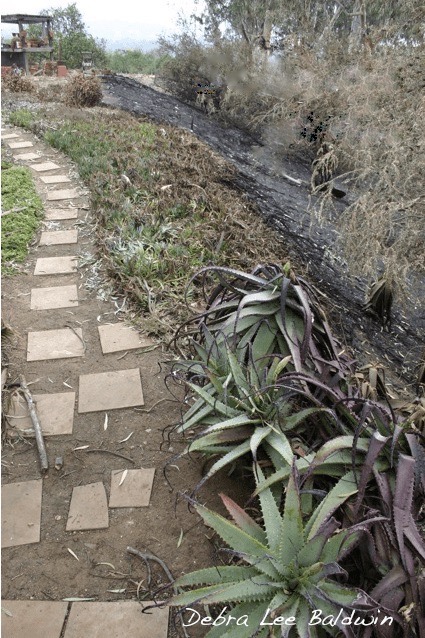 Succulents as wildfire barrier (c) Debra Lee Baldwin 