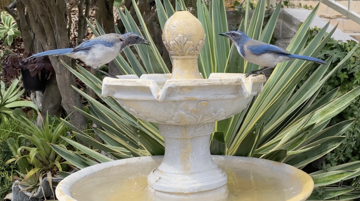 Scrub jays perched on garden fountain (c) Debra Lee Baldwin