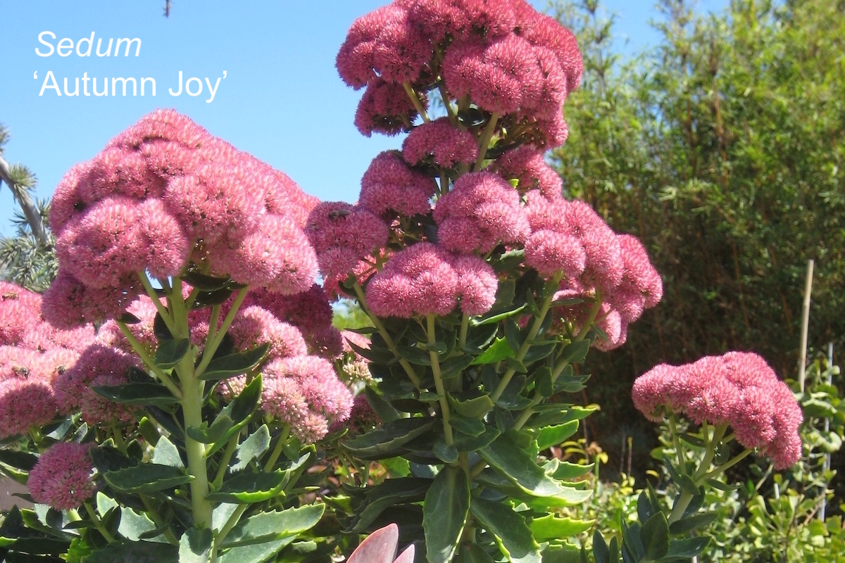 Sedum 'Autumn Joy' (c) Debra Lee Baldwin 