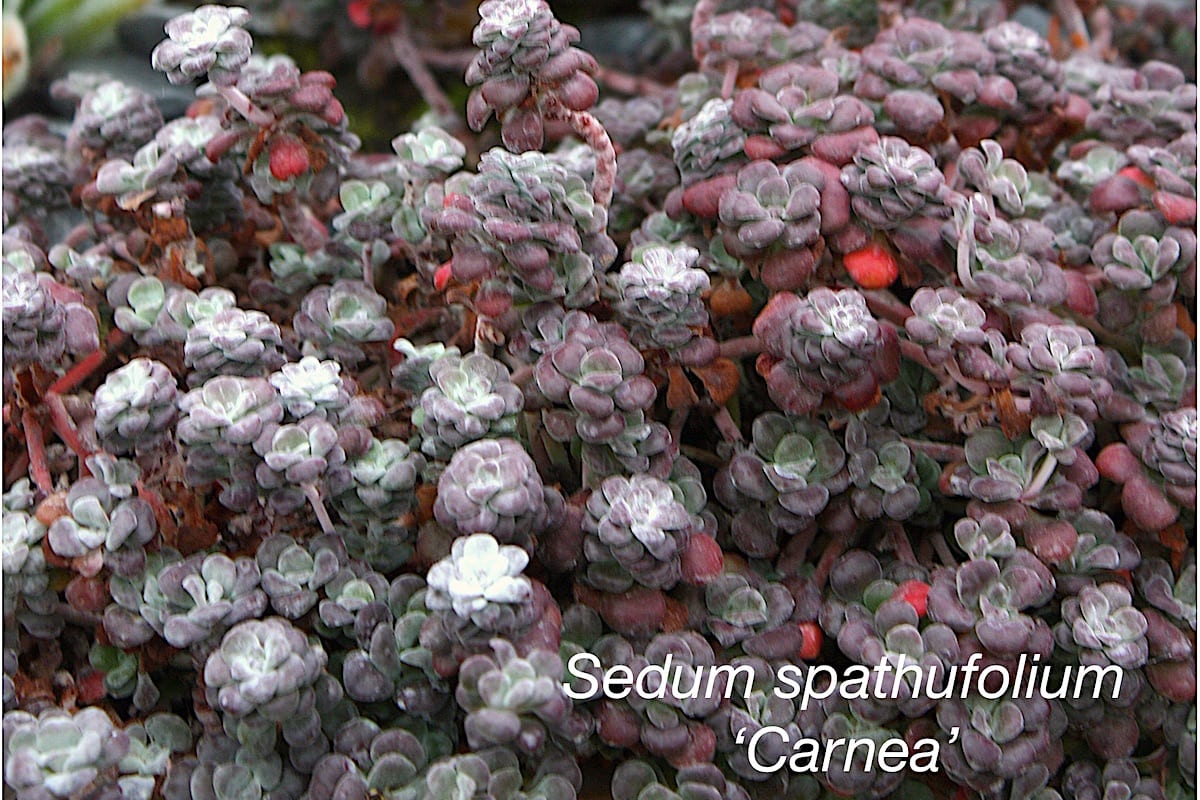 Purple succulent Sedum 'Carnea' (c) Debra Lee Baldwin
