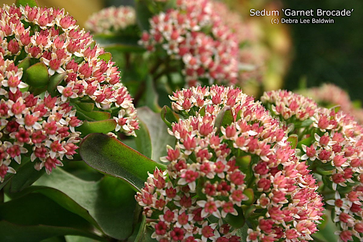 Succulent shrub Sedum 'Garnet Brocade' (c) Debra Lee Baldwin