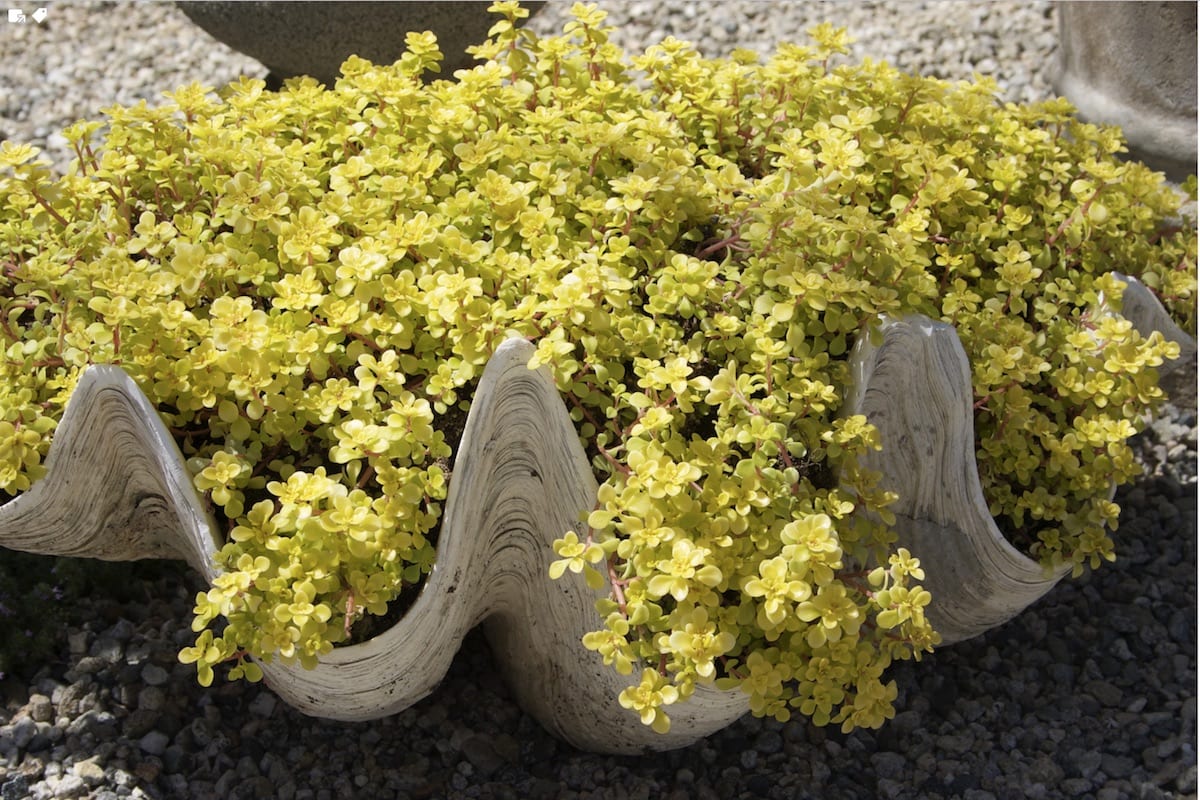 Yellow succulent stonecrop Sedum makinoi 'Ogon' (c) Debra Lee Baldwin