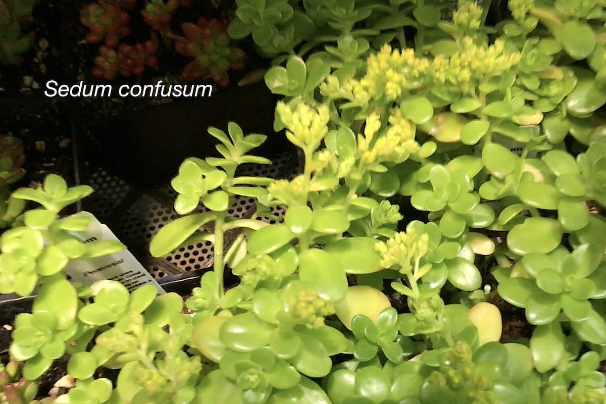 Succulent Sedum confusum (c) Debra Lee Baldwin