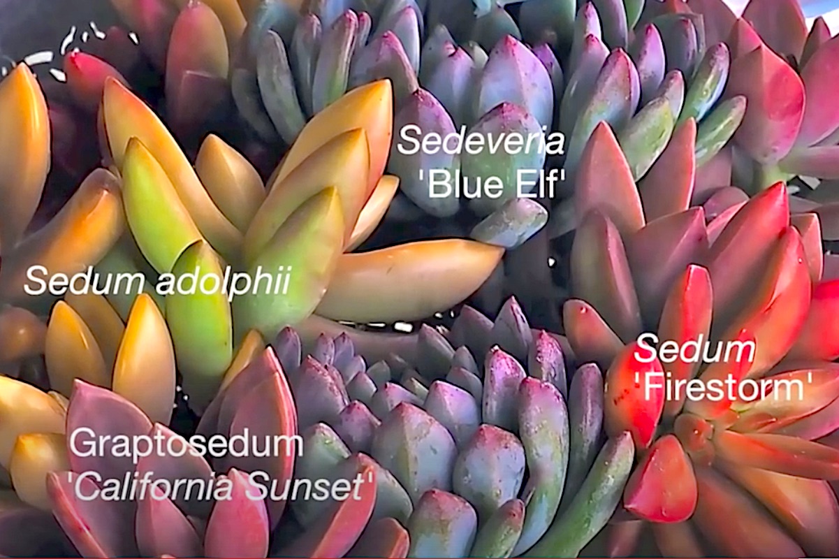 Sedum cultivars (c) Debra Lee Baldwin