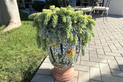 Sedum morganianum (burro tail) succulent in mosaic pedestal pot