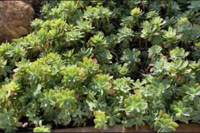 Trailing green succulent from Italy Sedum palmeri