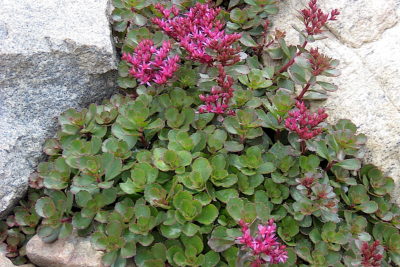 Sedum, red flowers (c) Debra Lee Baldwin