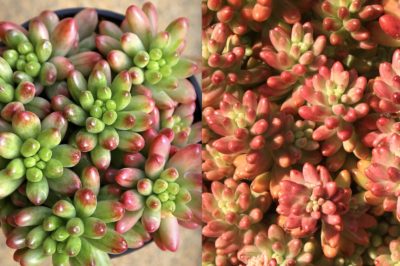 Sedum rubrotinctum 'Aurora' before & after stressing (c) Debra Lee Baldwin