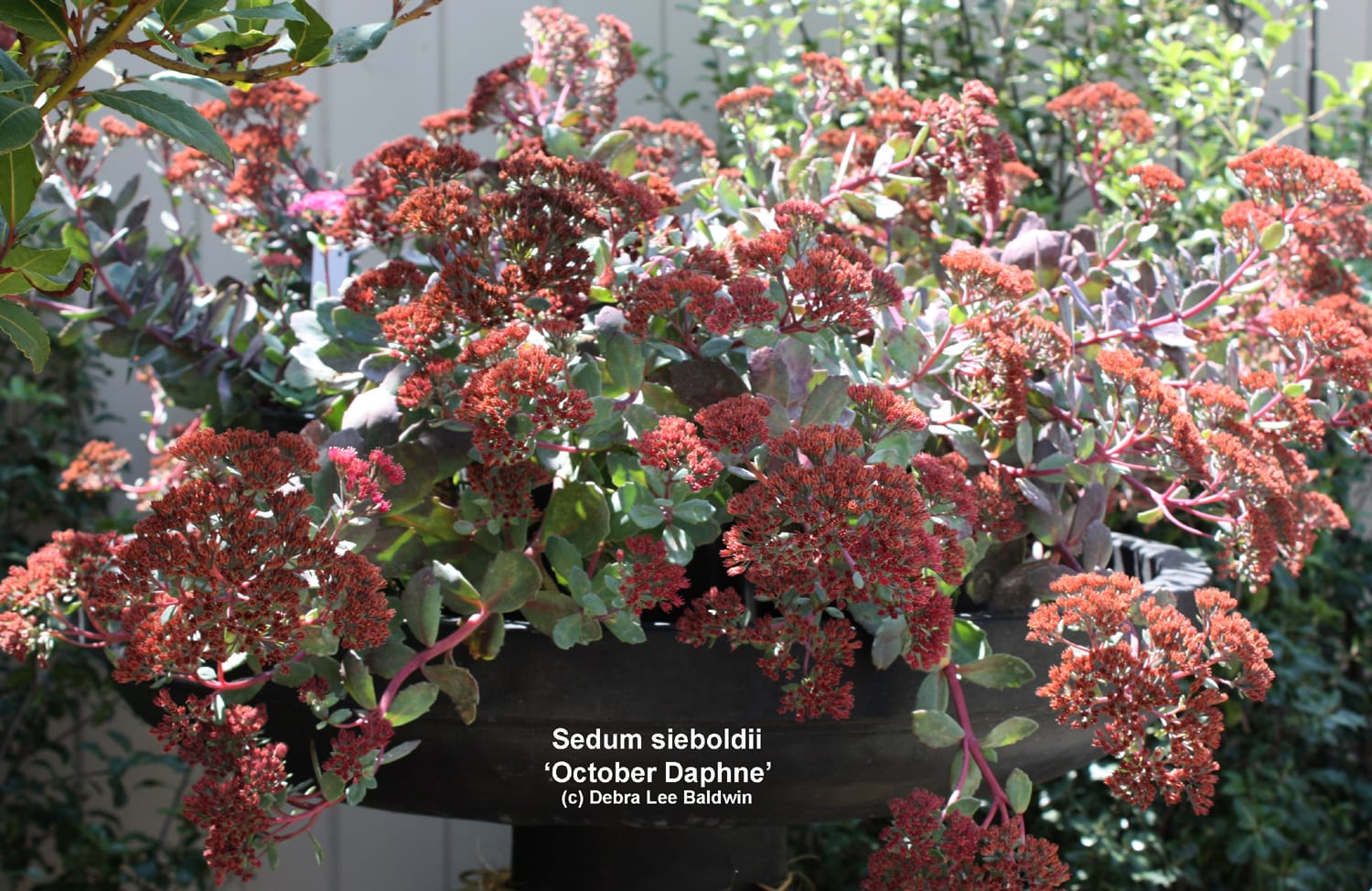 Shrub succulent Sedum sieboldii 'October Daphne' (c) Debra Lee Baldwin