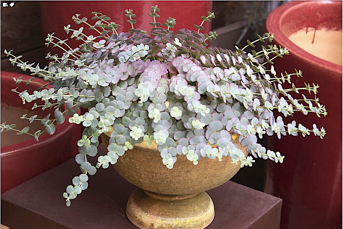 Silver succulent Sedum sieboldii (c) Debra Lee Baldwin