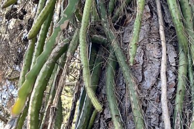 Cactus that grows on trees: Selenicereus sp. (Hylocereus) (c) Debra Lee Baldwin