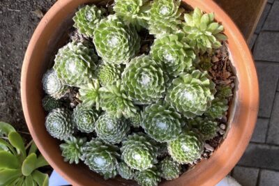 Spherical succulents with white webbing Sempervivum arachnoideum (cobweb houseleek)