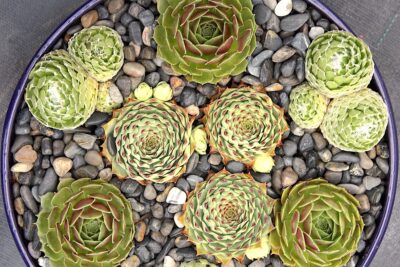 Succulents with Fibonacci spirals (c) Debra Lee Baldwin