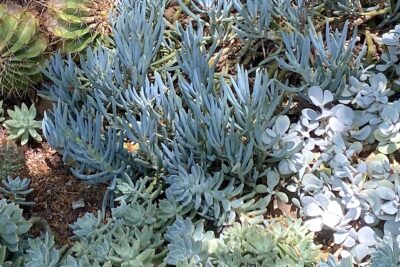 Blue succulent with upright, fingerlike leaves (c) Debra Lee Baldwin