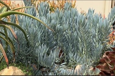 Tall blue chalk sticks succulent Senecio 'Skyscraper'
