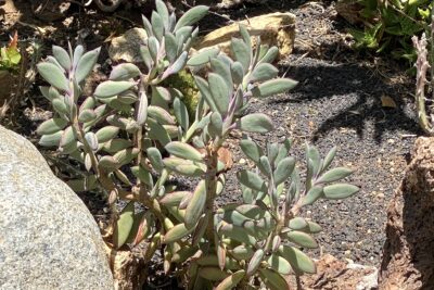 Flat-leaved, upright gray-green succulent: Senecio crassissimus (c) Debra Lee Baldwin