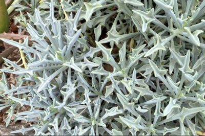 Succulent looks like blue snowflakes Senecio kleiniformis (c) Debra Lee Baldwin