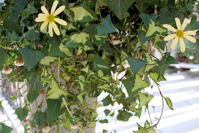 Senecio macroglossus 'Variegatus' (wax ivy) (c) Debra Lee Baldwin