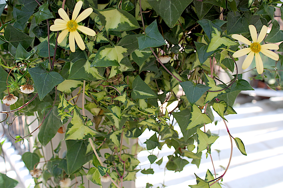 Succulent vine Senecio macroglossus 'Variegatus' (wax ivy)(c) Debra Lee Baldwin 