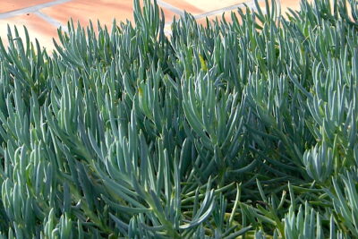 Blue chalk sticks succulent Senecio mandraliscae (c) Debra Lee Baldwin
