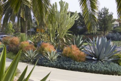 Senecio mandraliscae, agaves, euphorbias, queen palms Succulent driveway (c) Debra Lee Baldwin