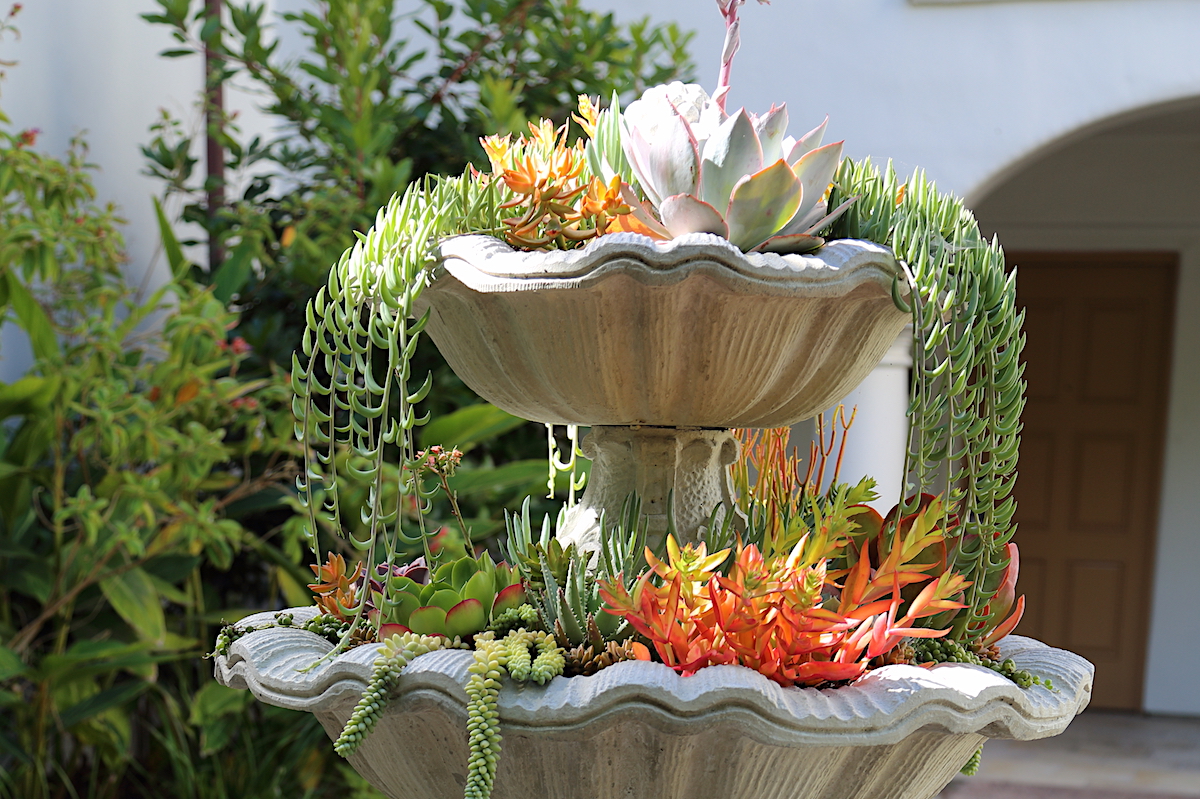 Succulent fountain with Senecio radicans (c) Debra Lee Baldwin 
