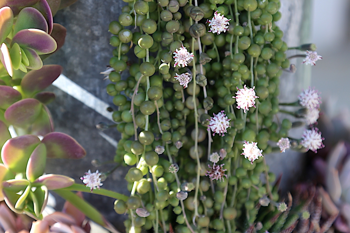 String of pearls Senecio rowleyanus flowers (c) Debra Lee Baldwin