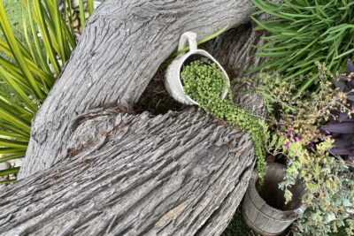 Plant looks like green peas on a string Senecio rowleyanus (c) Debra Lee Baldwin