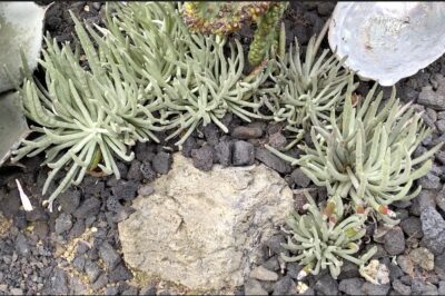 Succulent looks like sea anemone Senecio scaposus Silver Coral