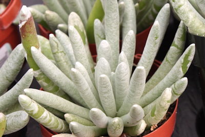 Succulent Senecios: Details, Photos, Varieties | Debra Lee Baldwin