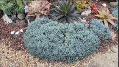 Blue succulent Senecio serpens (c) Debra Lee Baldwin