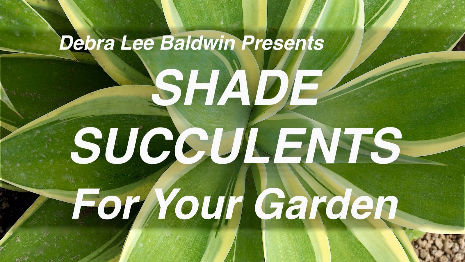 Shade succulents video