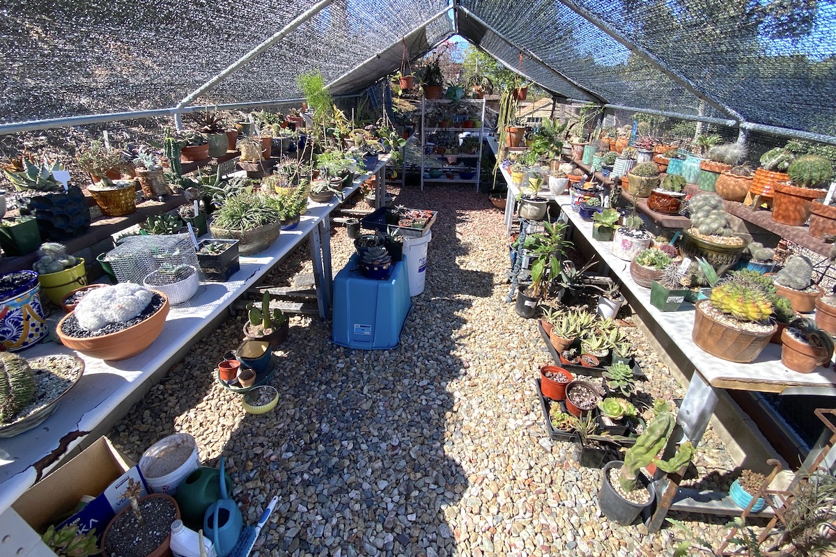 Former chicken coop turned into a shade house for succulents and other plants (c) Debra Lee Baldwin