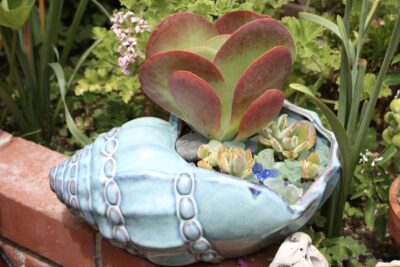 Kalanchoe luciae in ceramic seashell (c) Debra Lee Baldwin