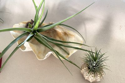 Seashells with tillandsias (c) Debra Lee Baldwin