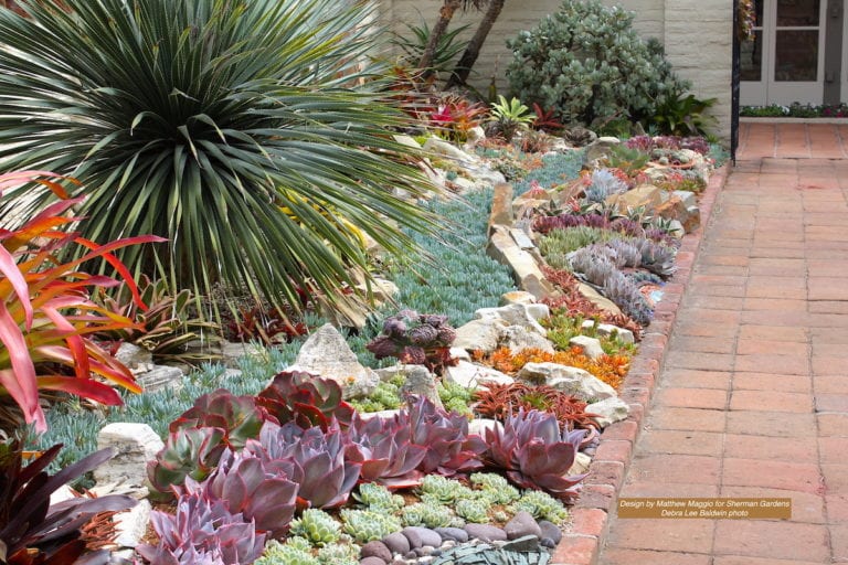 A Garden of Collectible Succulents in Corona - Debra Lee Baldwin