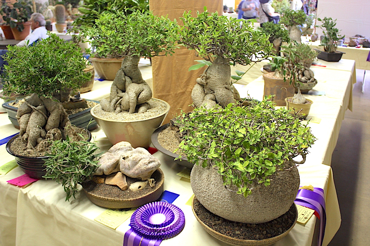 Bonsai caudiciform succulents (c) Debra Lee Baldwin 