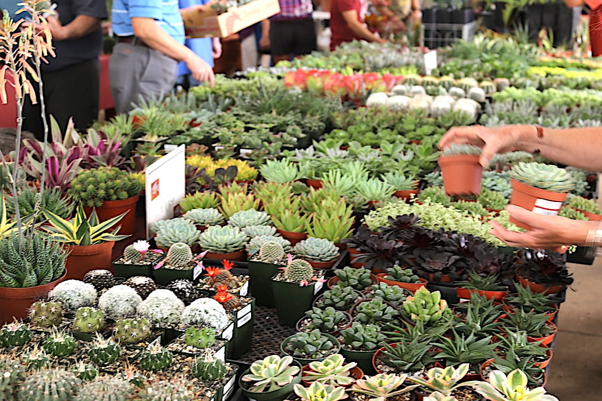 Succulent show plants for sale