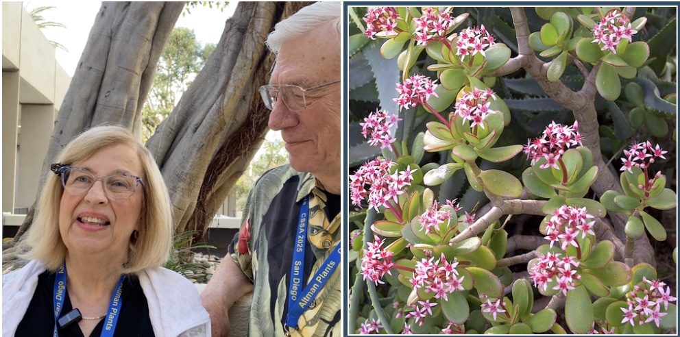 Cindy and Richard Schreiber with Crassula ovata (pink variety)