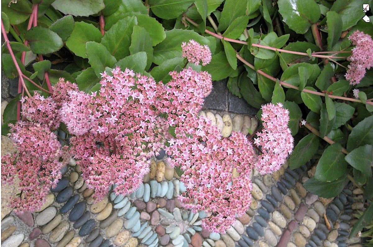 Pink flower succulent Shrub sedum in Oregon (c) Debra Lee Baldwin