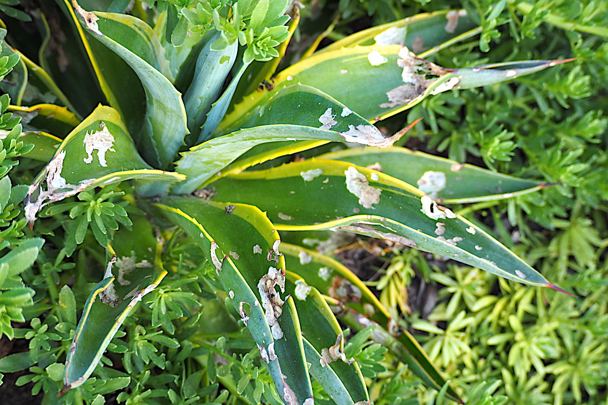 Snail damaged agave (c) Debra Lee Baldwin